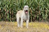 IRISH WOLFHOUND 113